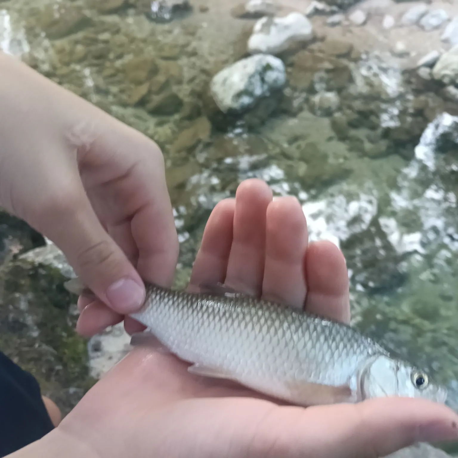 European chub caught on Fishbrain