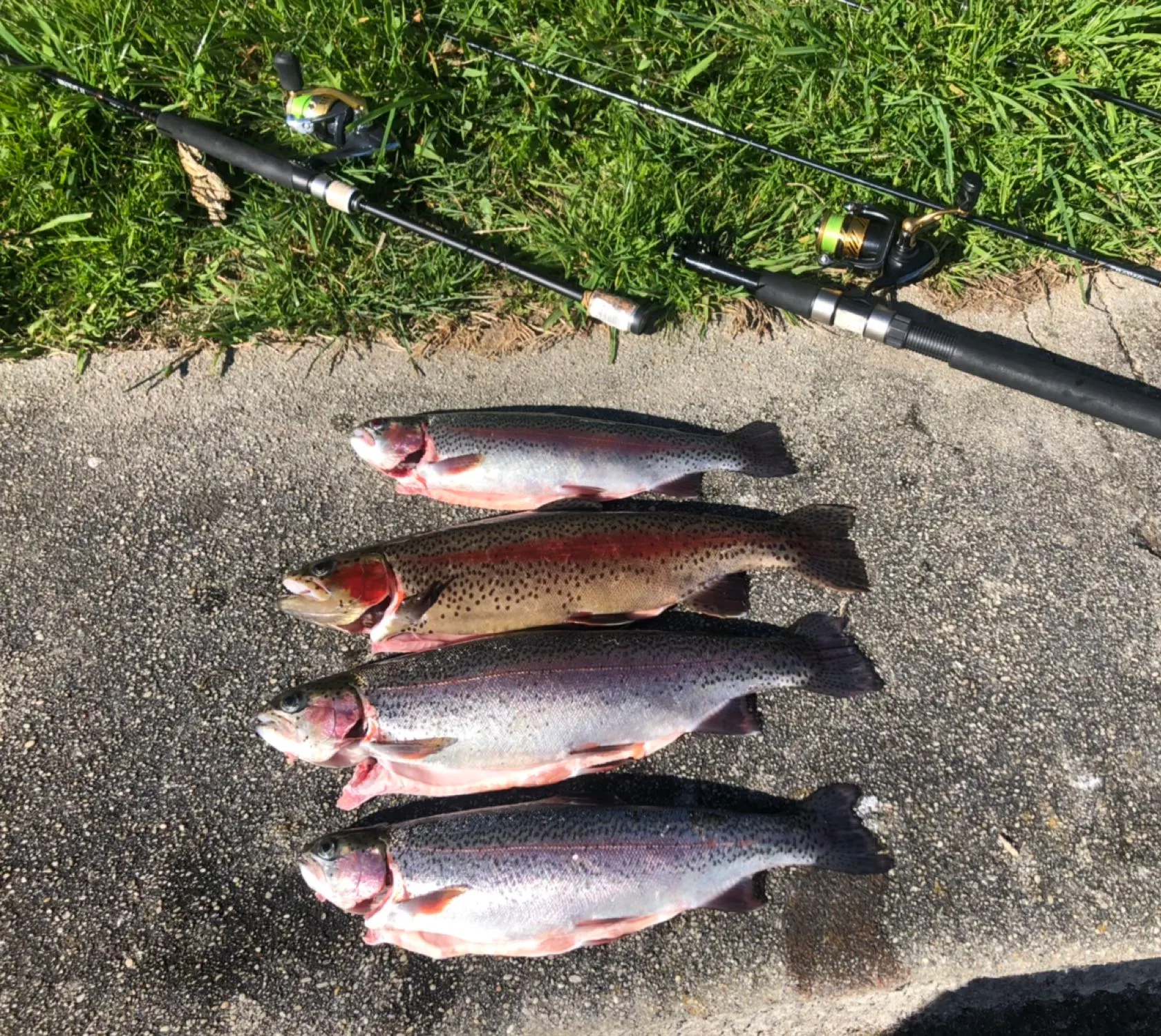 recently logged catches