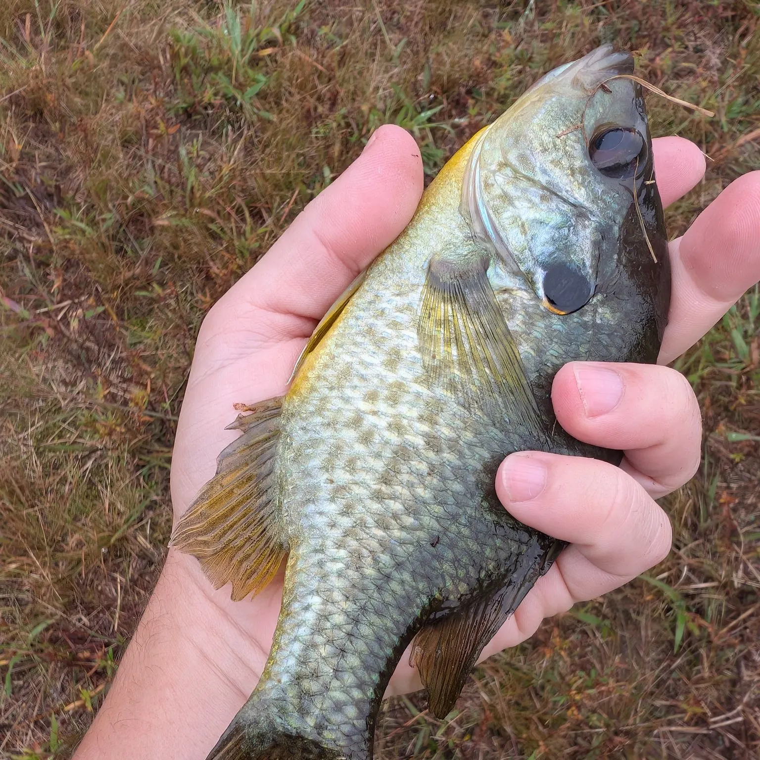 Redear sunfish caught on Fishbrain