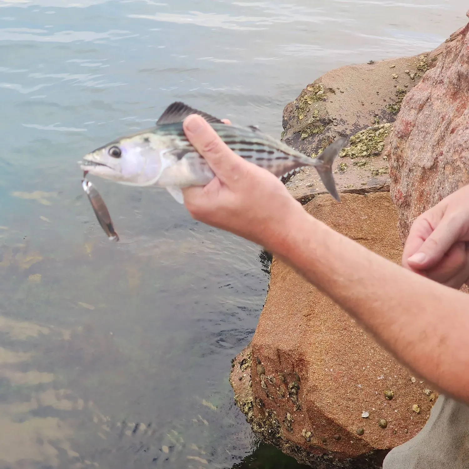 The most recent Atlantic mackerel catches on Fishbrain
