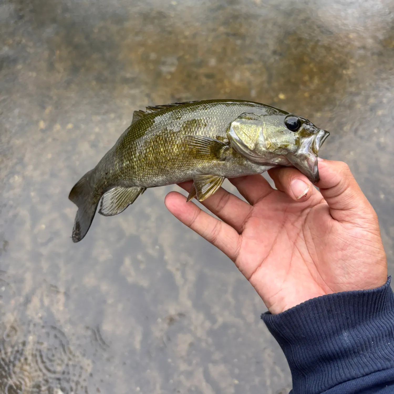 Smallmouth bass caught on Fishbrain