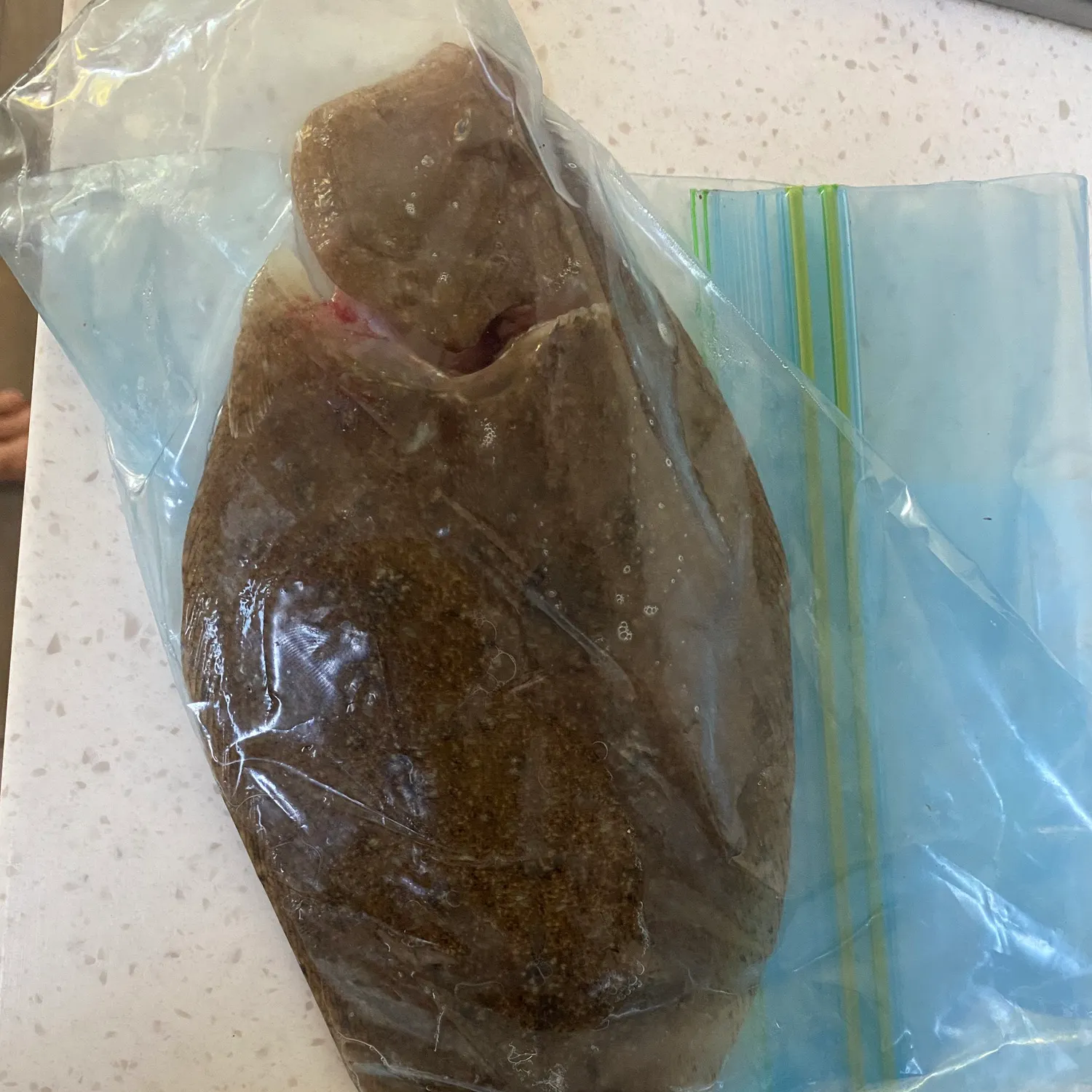 The most recent Black flounder catches on Fishbrain