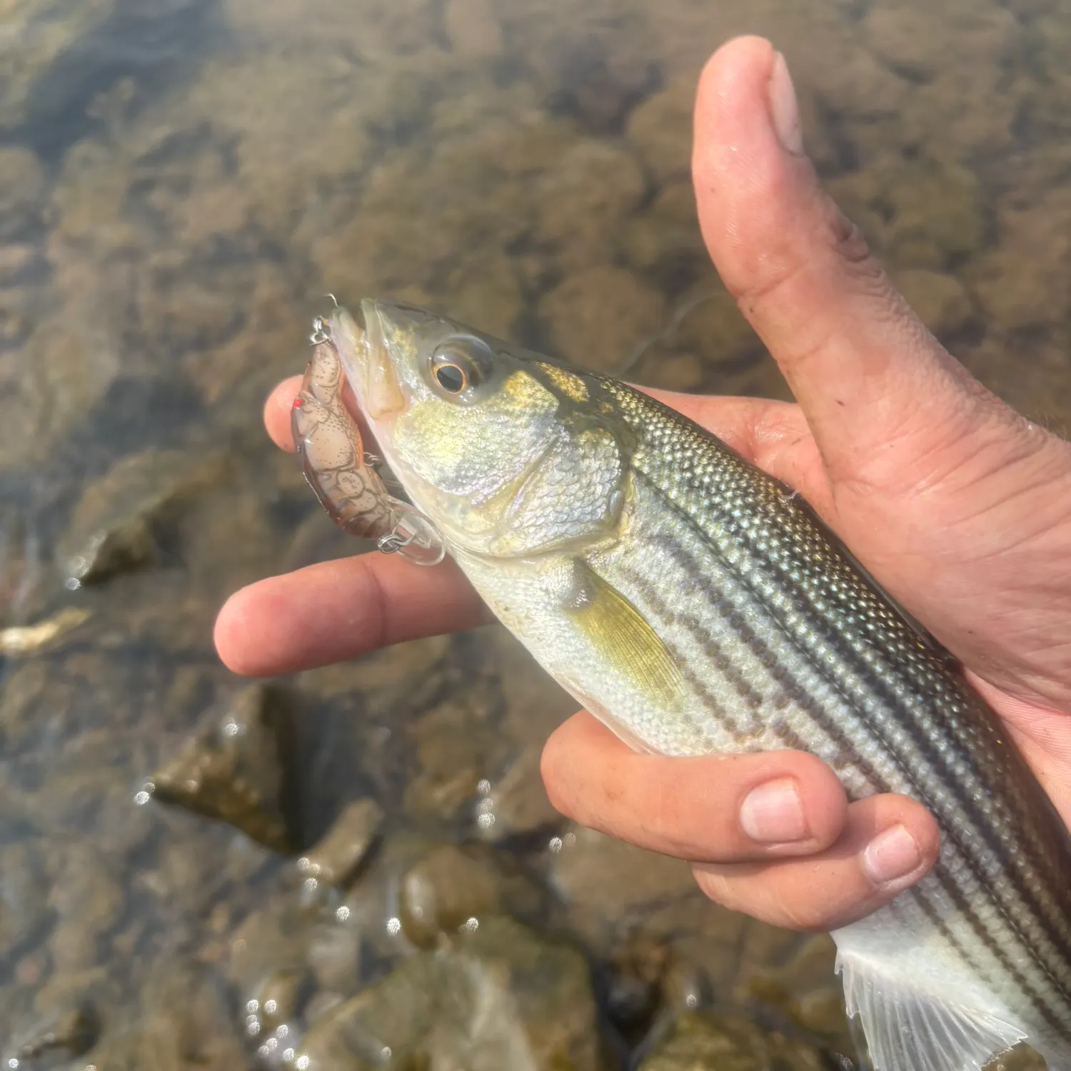 Striped bass caught on Fishbrain