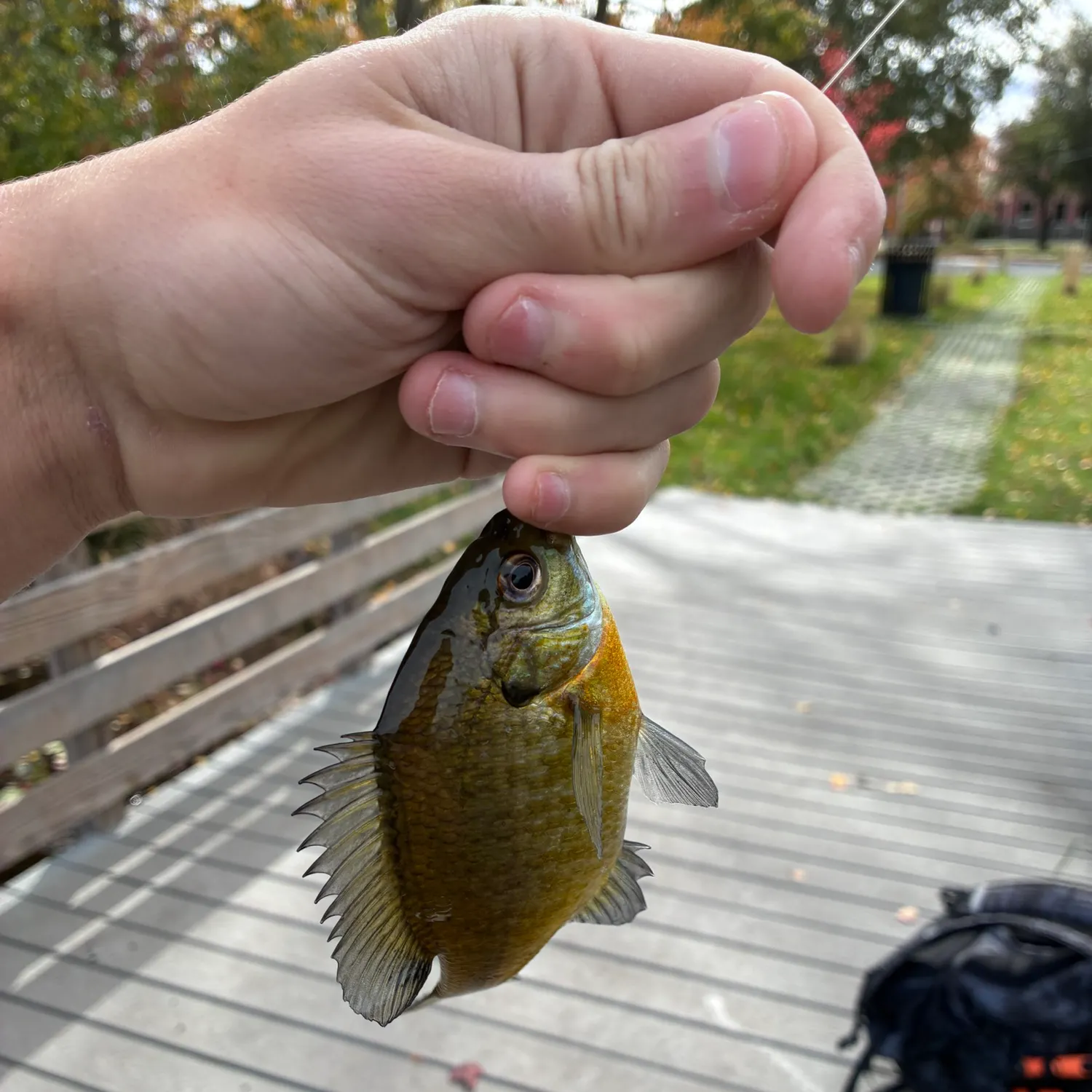 Bluegill caught on Fishbrain