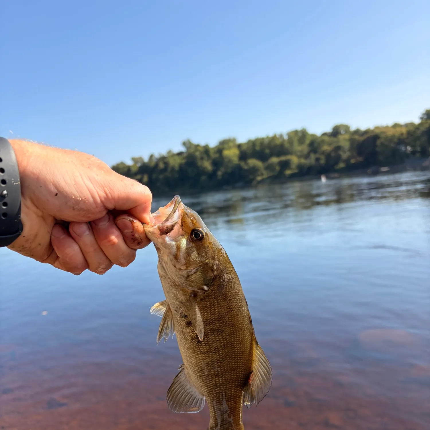 Fish caught on Fishbrain