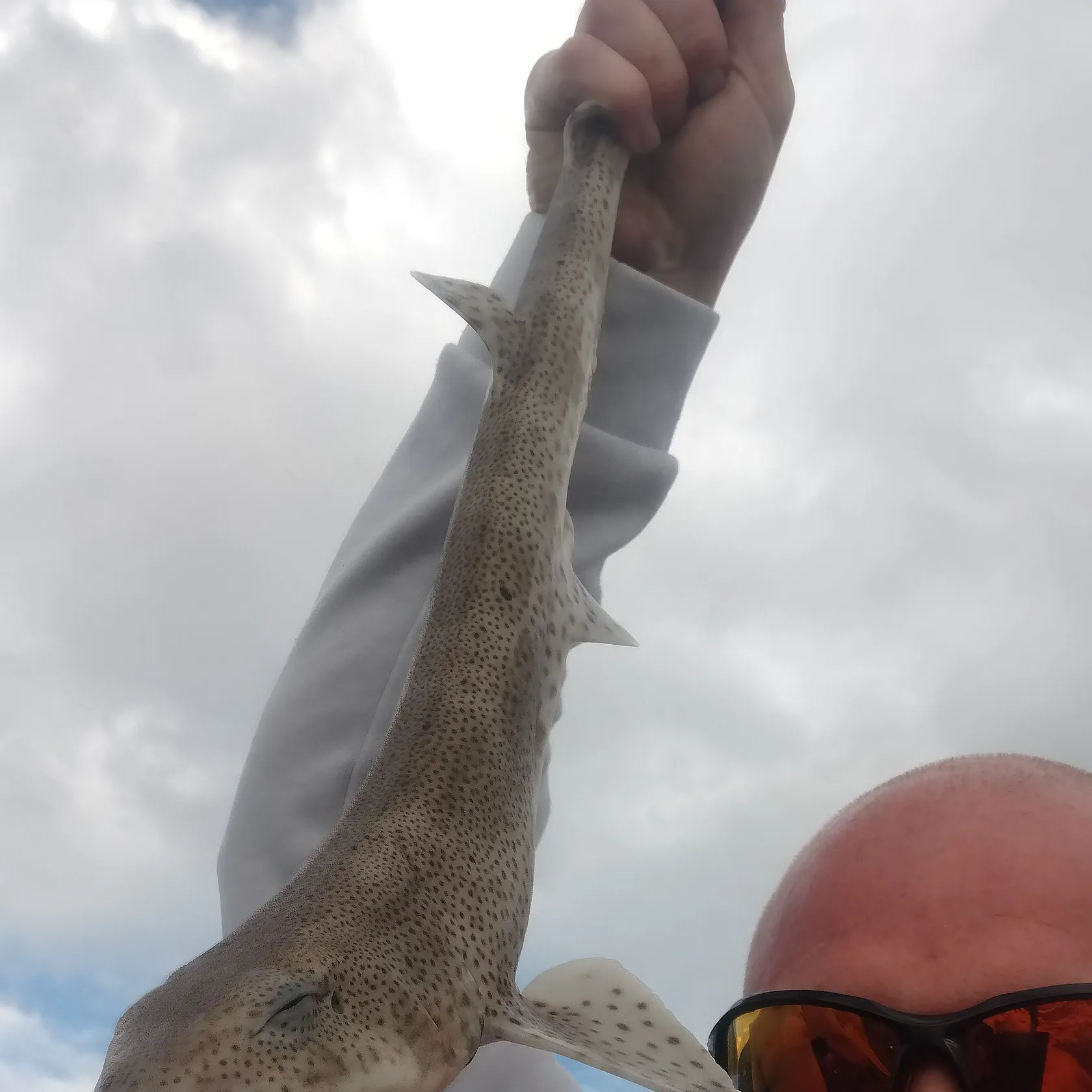 The most recent Lesser spotted dogfish catches on Fishbrain