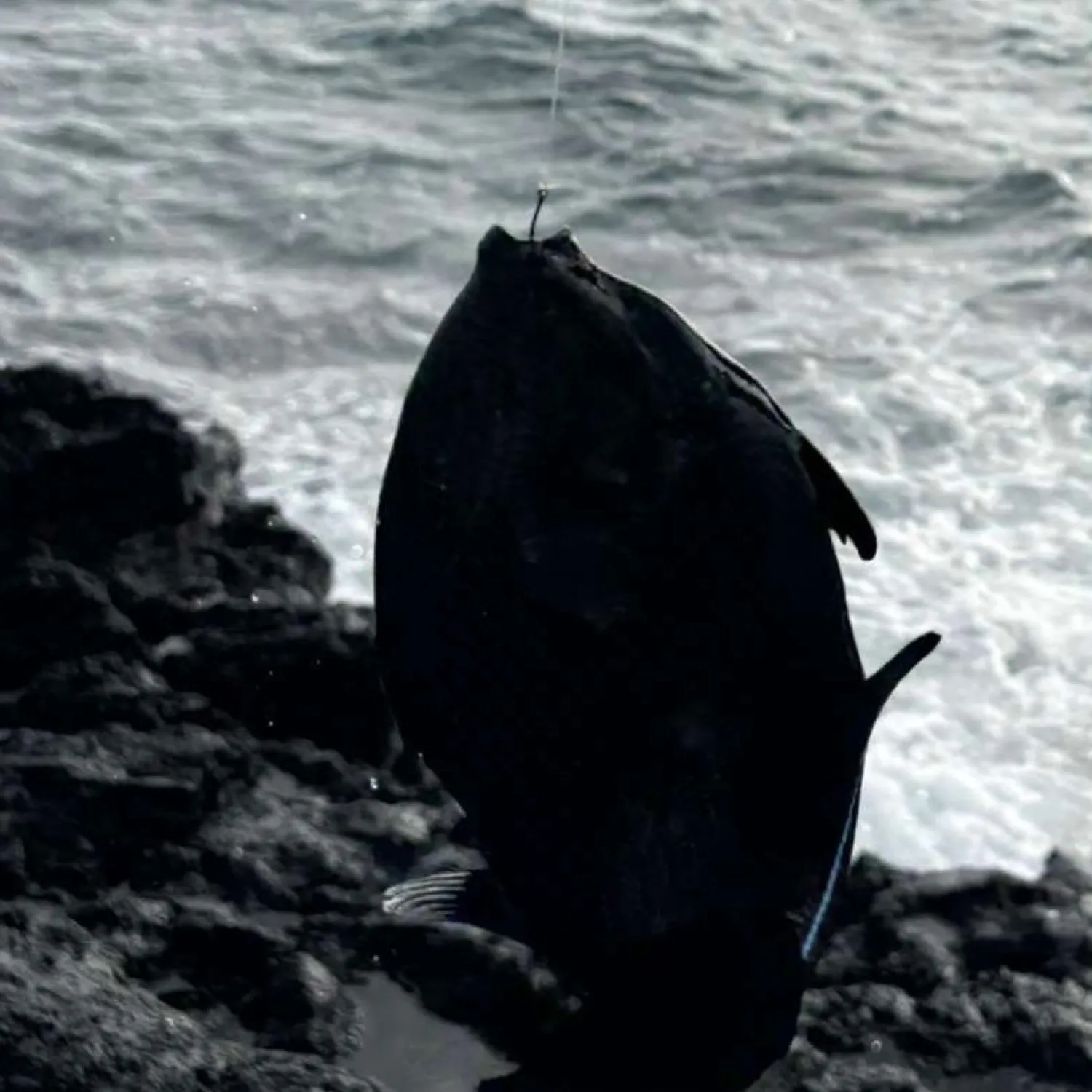 The most recent Black triggerfish catches on Fishbrain