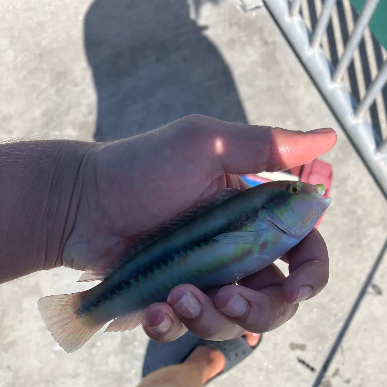 The most recent Slippery dick wrasse catches on Fishbrain