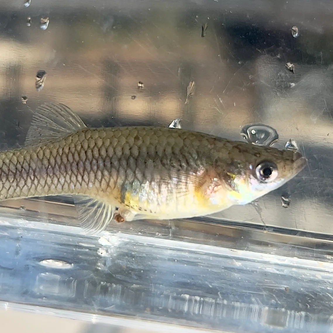 The most recent Western mosquitofish catches on Fishbrain