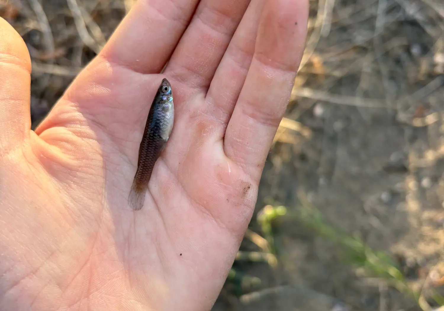 Western mosquitofish