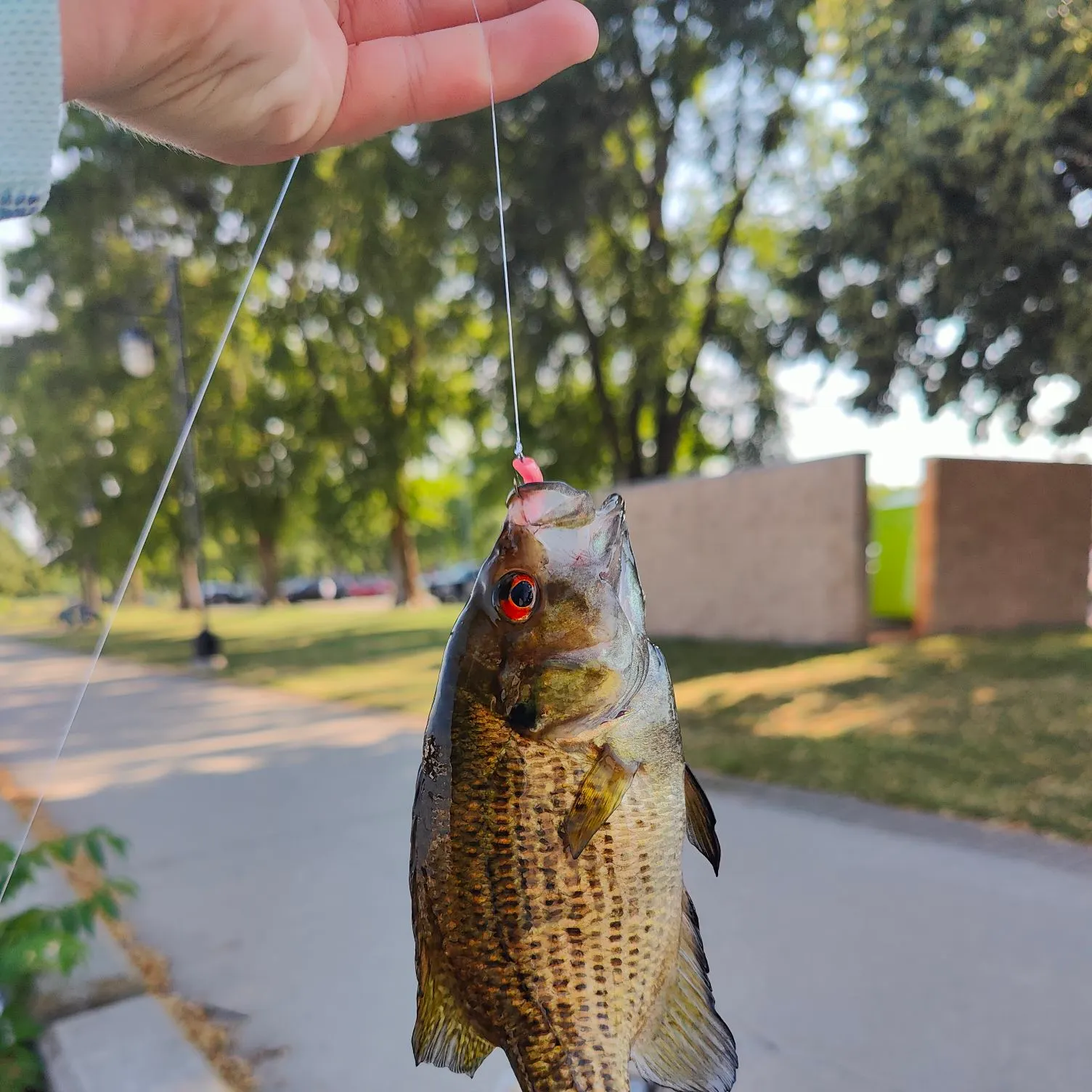 catch