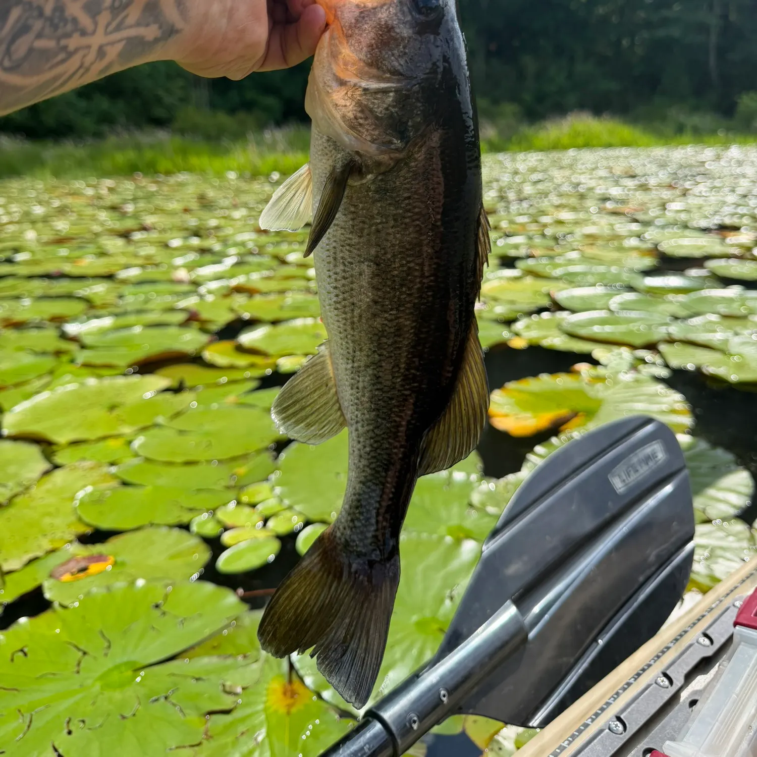 recently logged catches