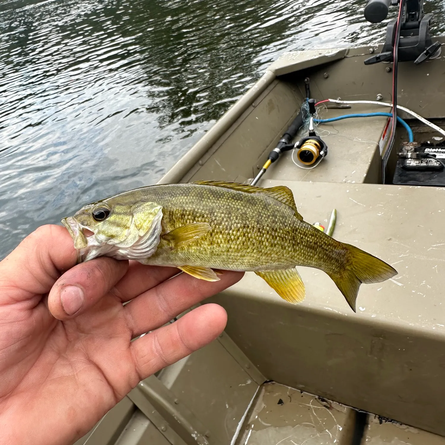 Smallmouth bass caught on Fishbrain
