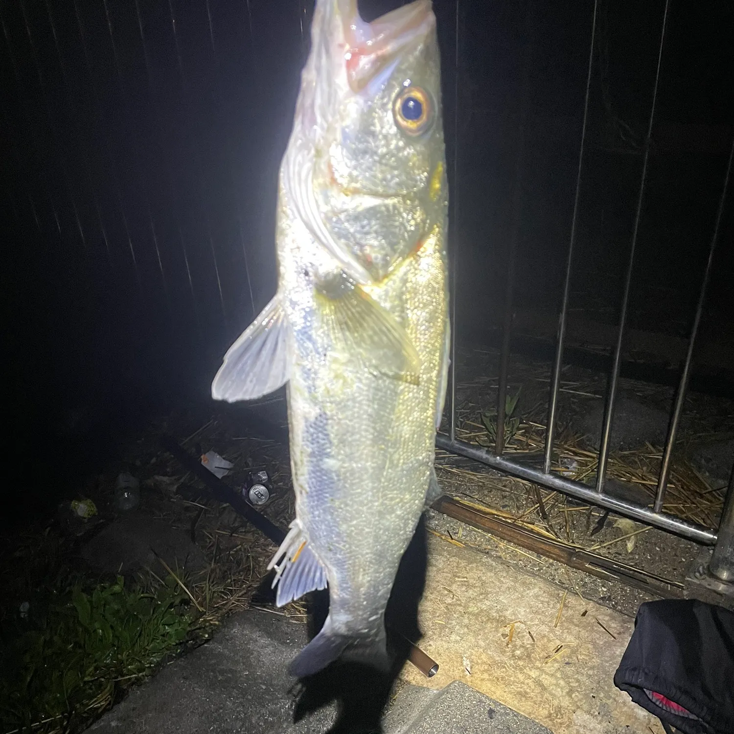 The most recent Japanese seabass catches on Fishbrain
