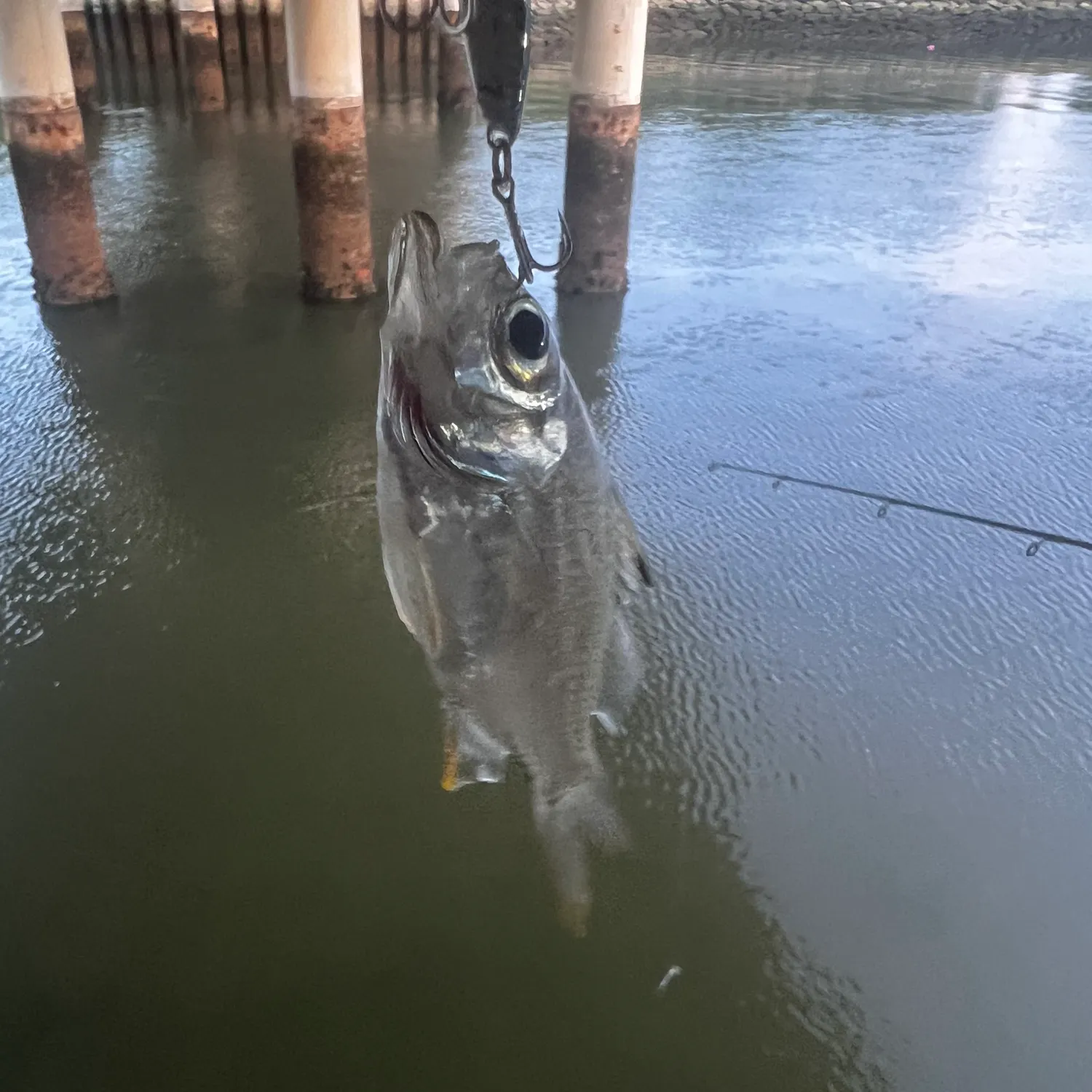 The most recent Hampala barb catches on Fishbrain