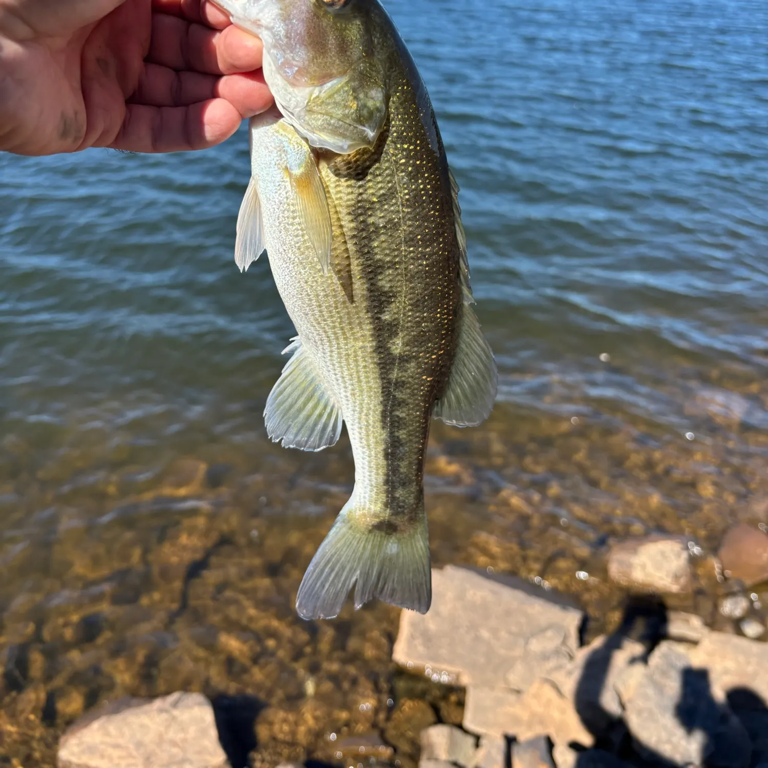 Spotted bass caught on Fishbrain