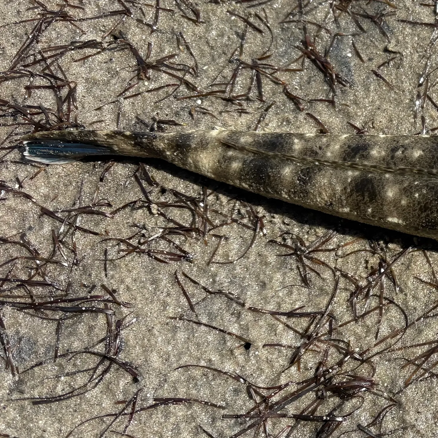 Dusky flathead caught on Fishbrain