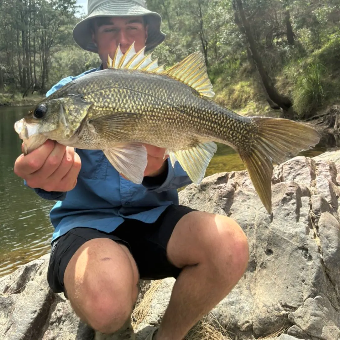 The most recent Australian bass catches on Fishbrain