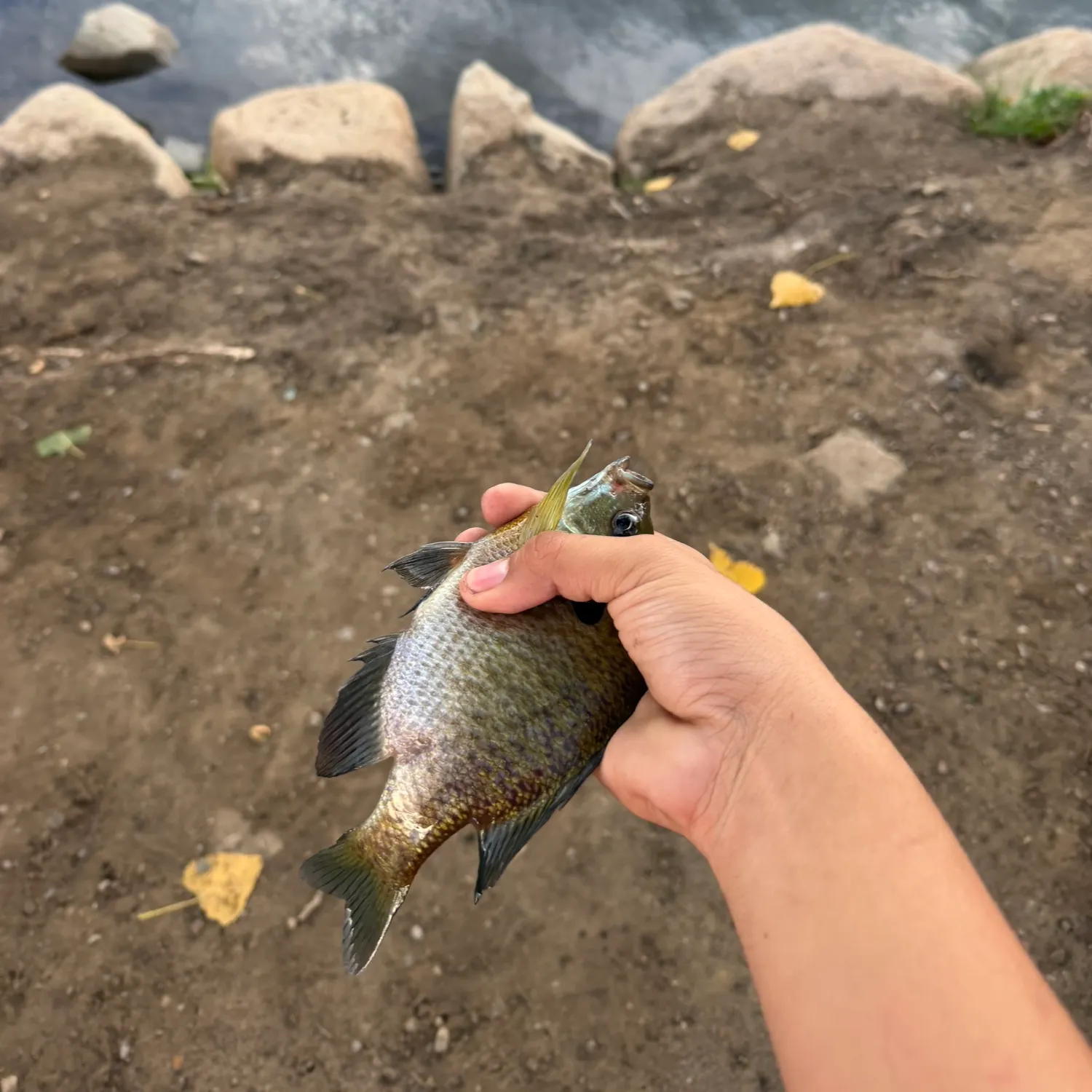 Bluegill caught on Fishbrain