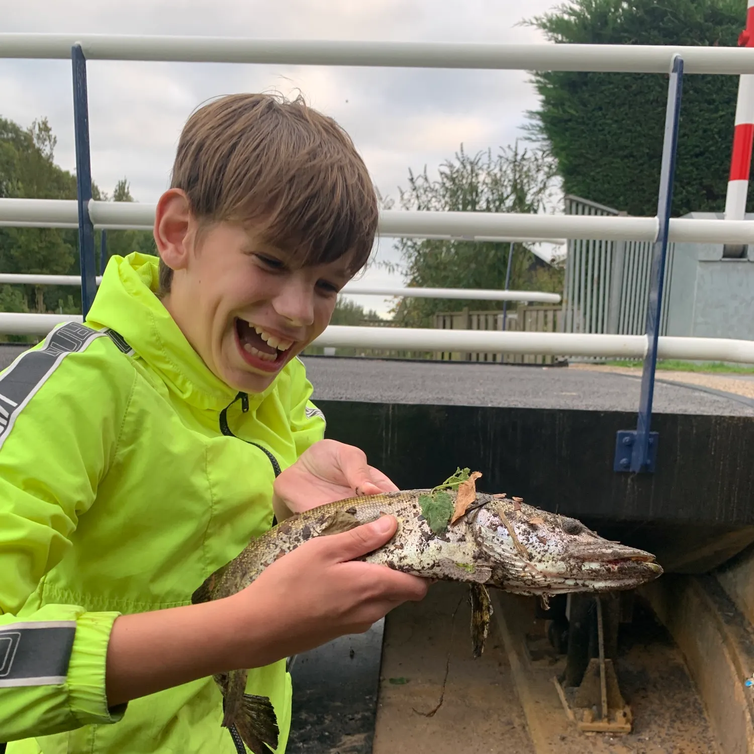Northern pike caught on Fishbrain