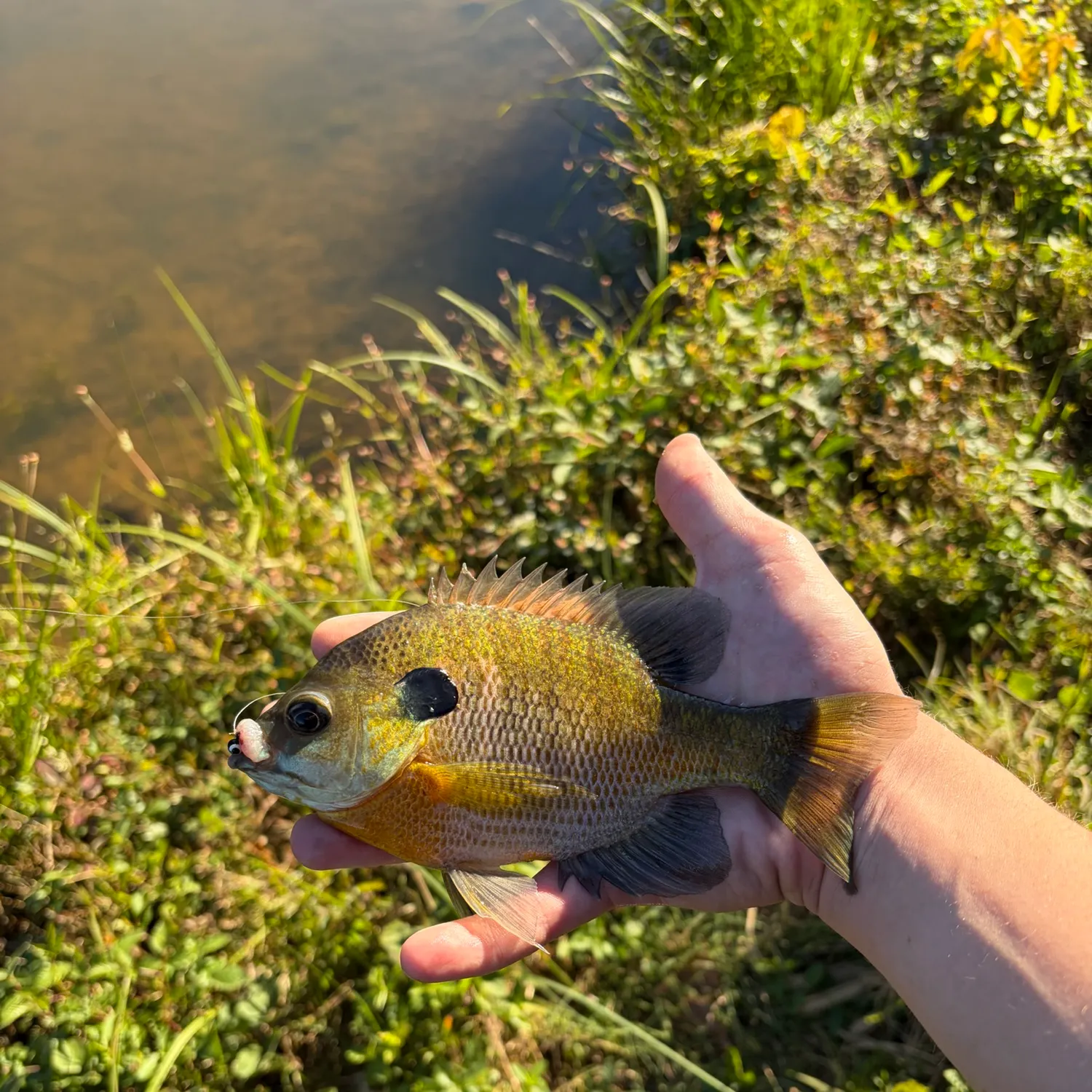 Bluegill caught on Fishbrain