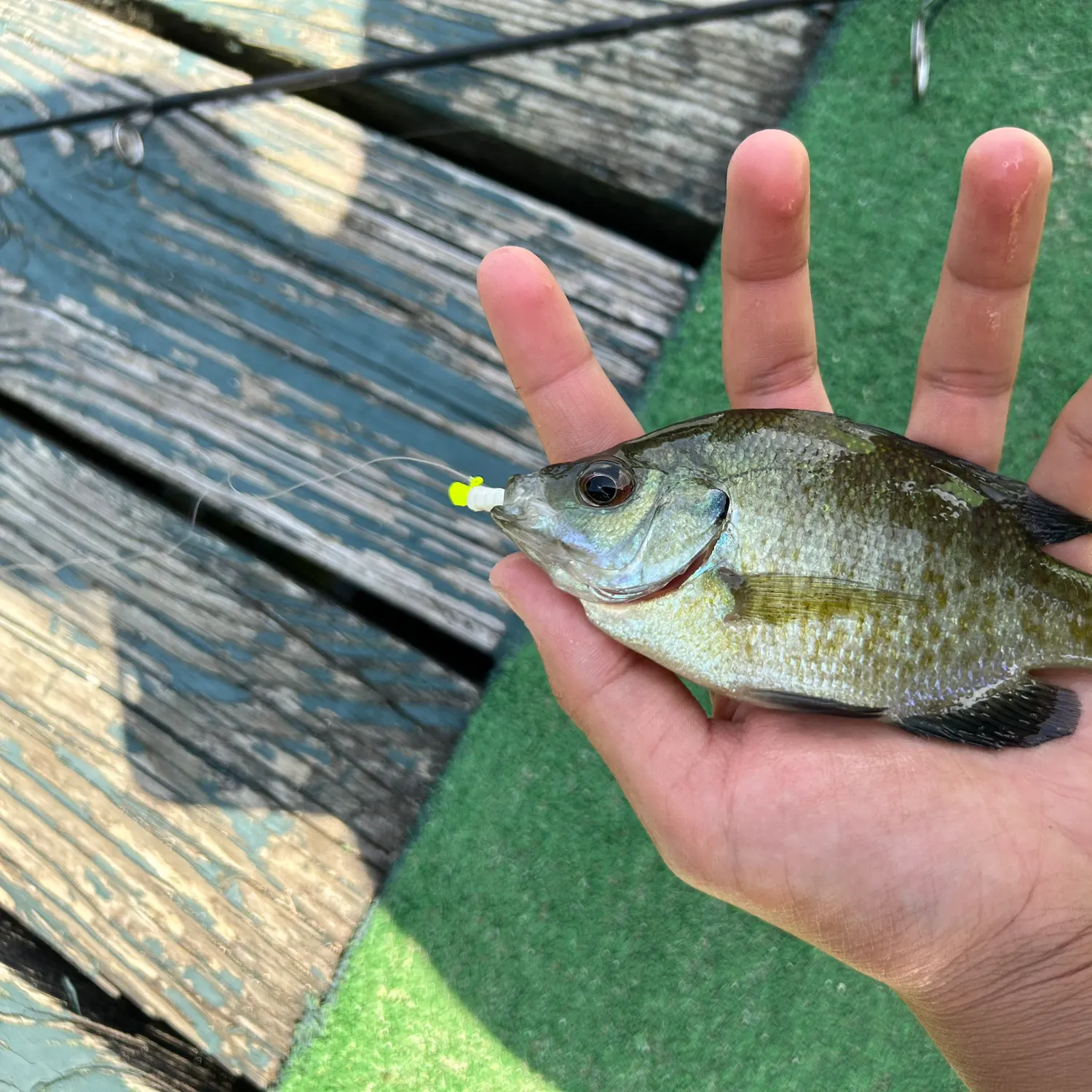 Bluegill caught on Fishbrain