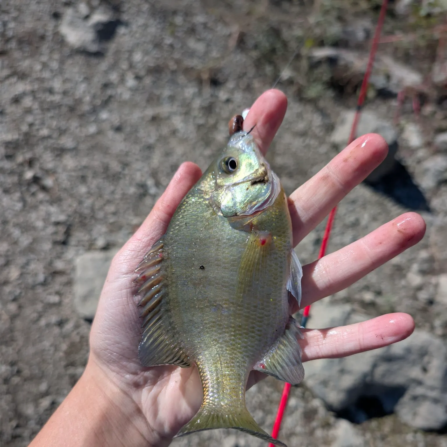 Bluegill caught on Fishbrain