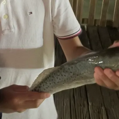 The most recent Spotted seatrout catches on Fishbrain