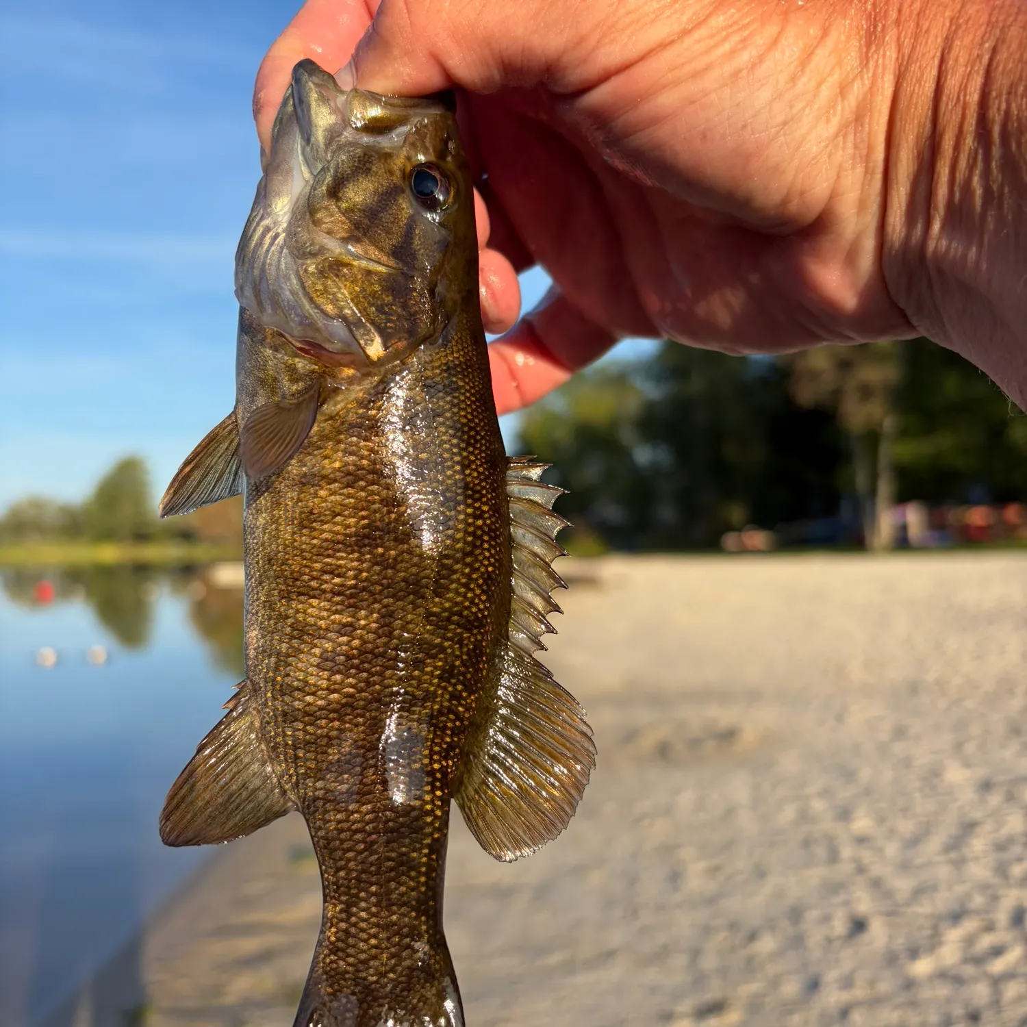 Smallmouth bass caught on Fishbrain