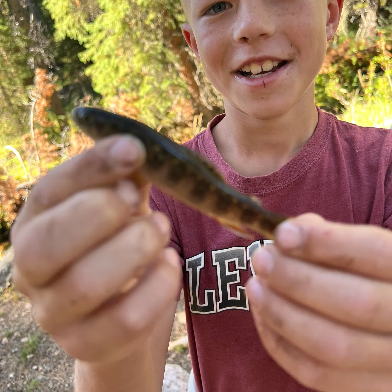 Brook trout caught on Fishbrain