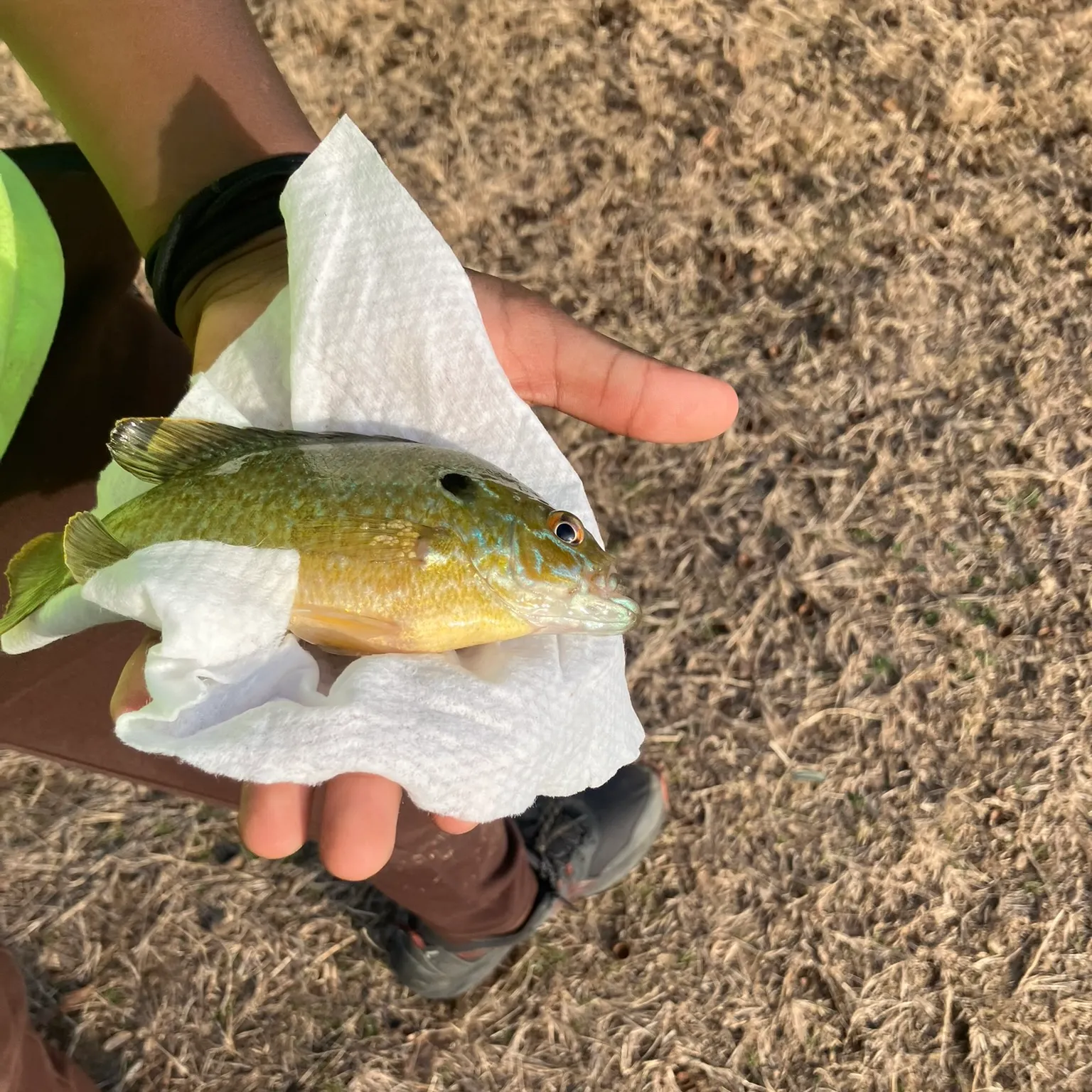 The most recent Greengill hybrid catches on Fishbrain