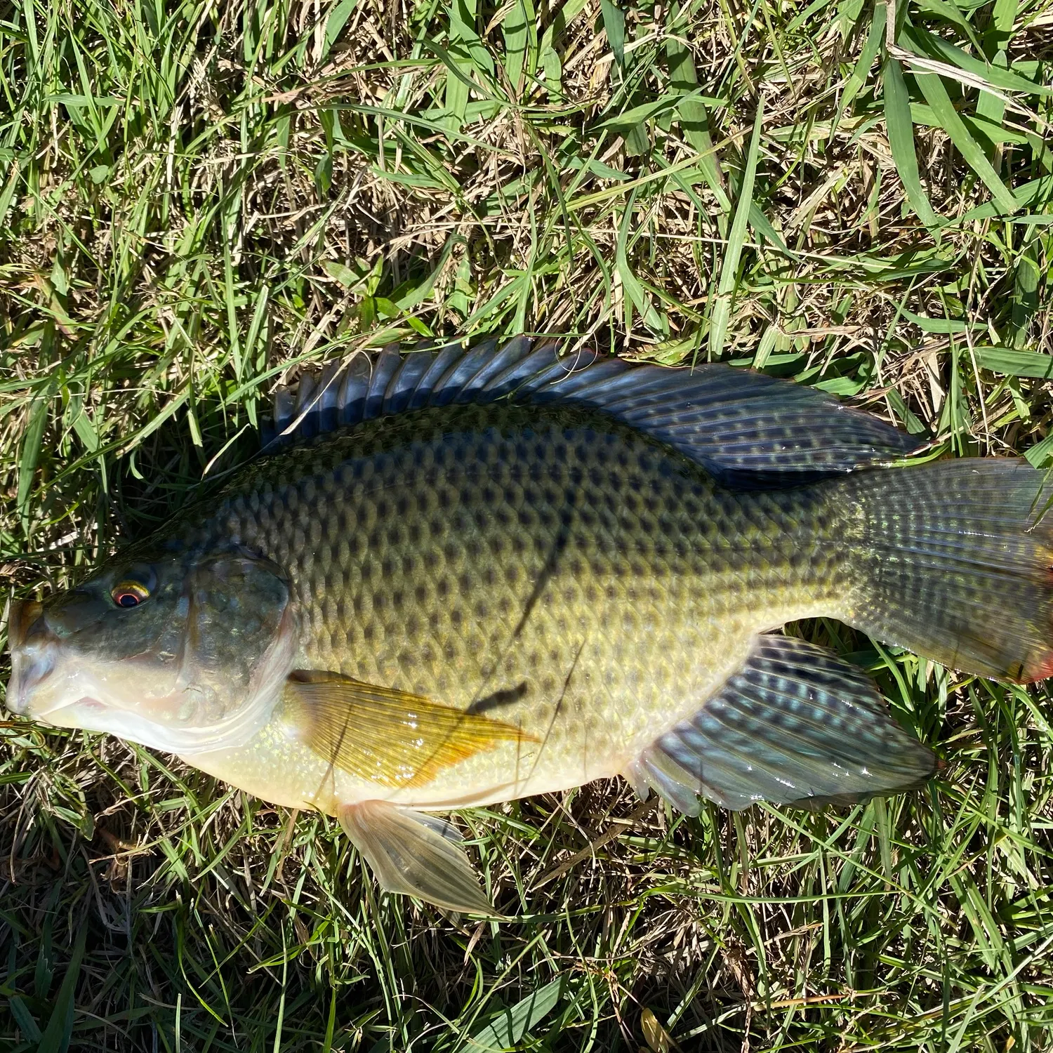 Blue tilapia caught on Fishbrain