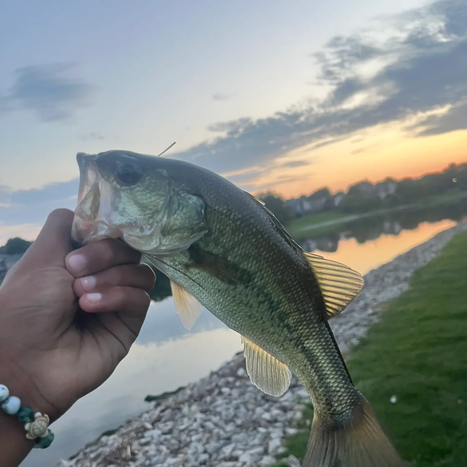 Largemouth bass caught on Fishbrain