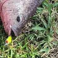 The most recent Redbelly tilapia catches on Fishbrain