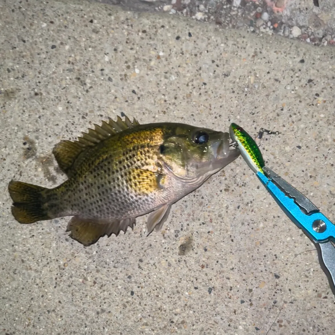 Rock bass caught on Fishbrain