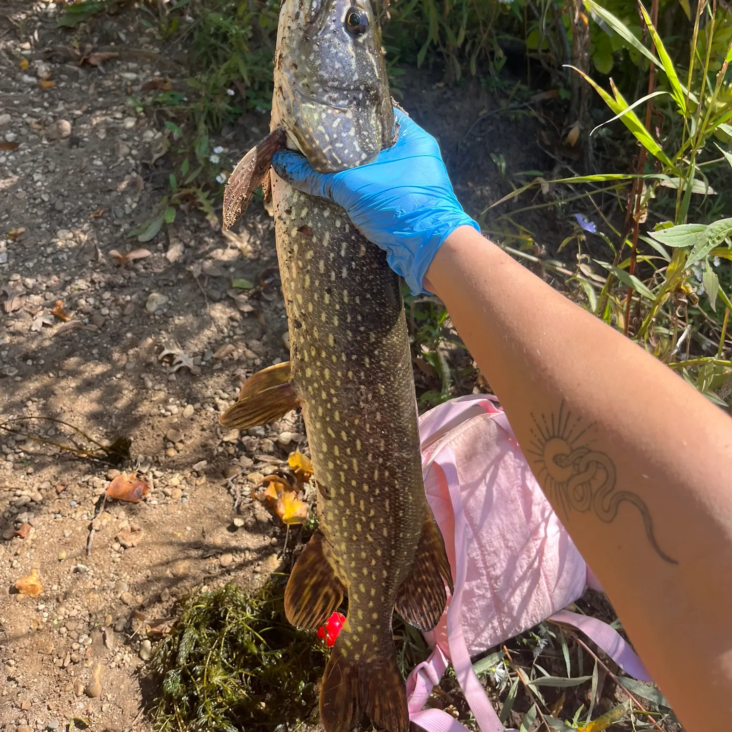 Northern pike caught on Fishbrain