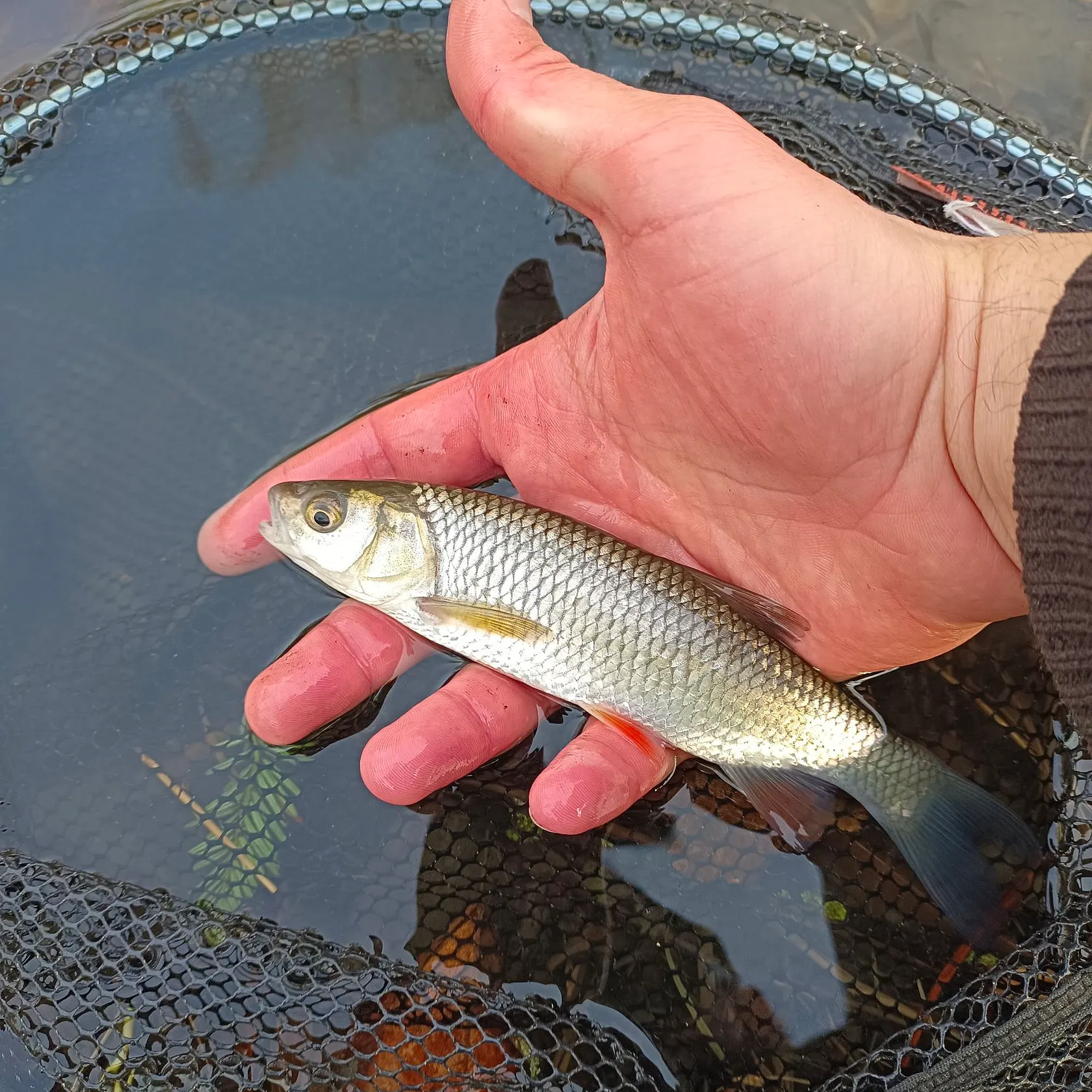 The most recent European chub catches on Fishbrain