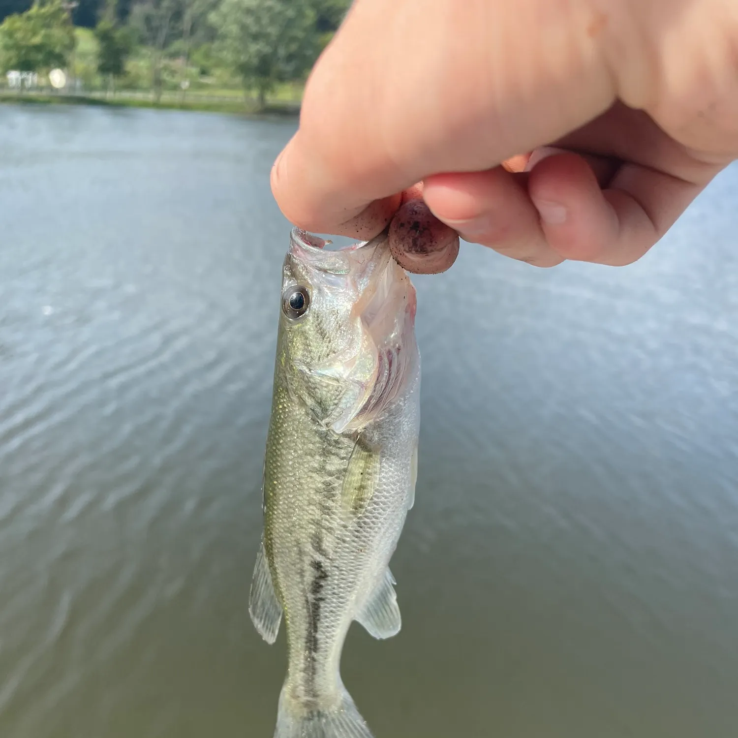 angler catch