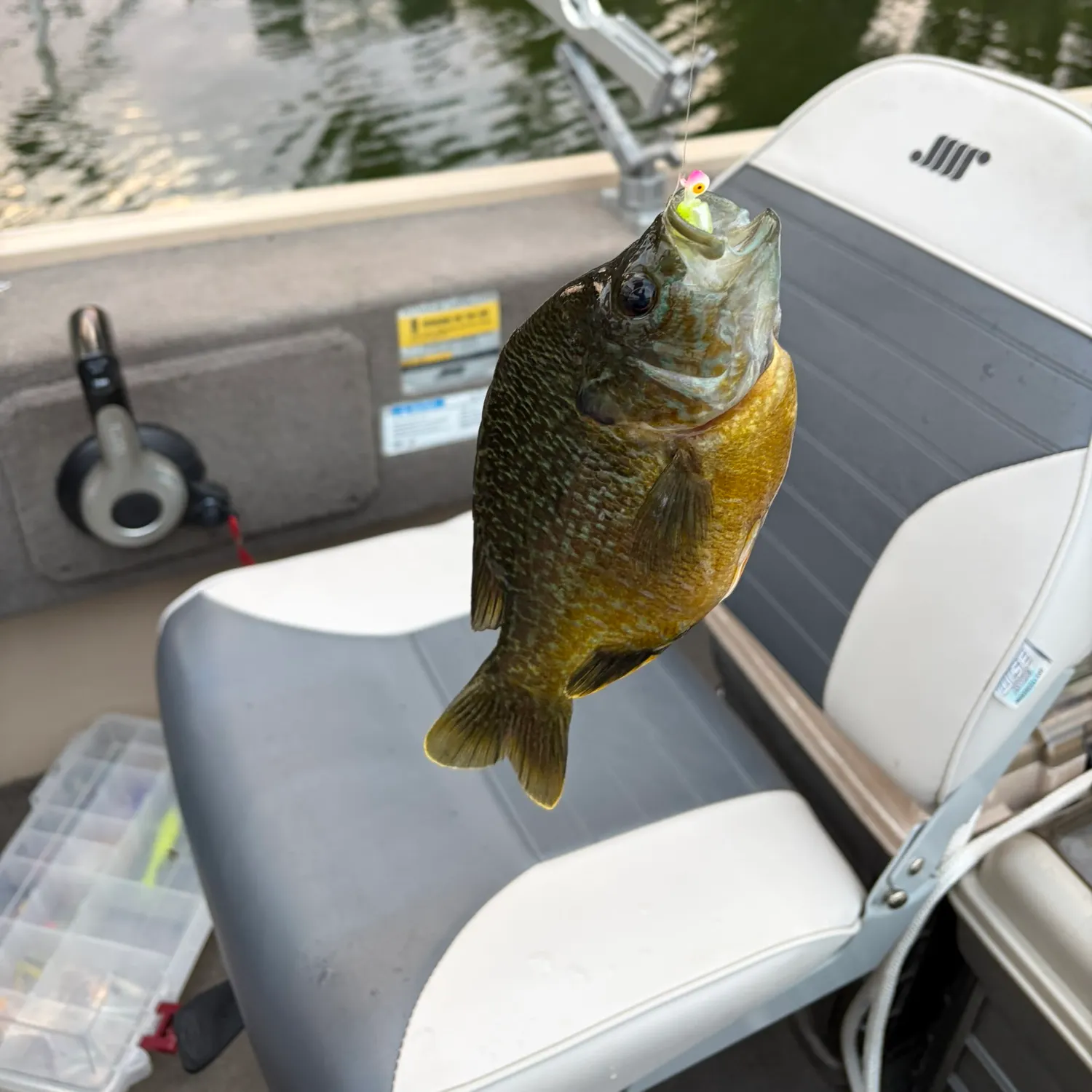 Greengill hybrid caught on Fishbrain