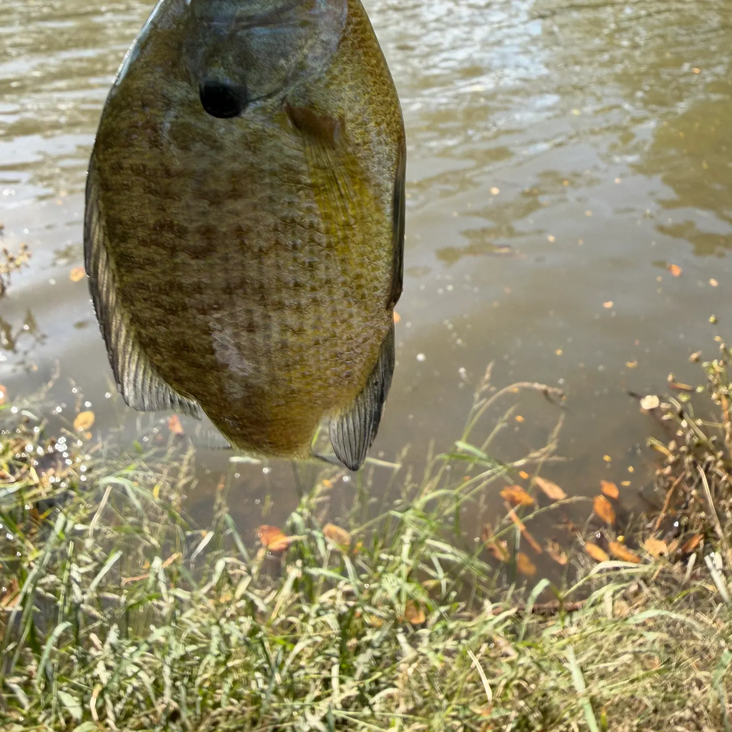 Bluegill caught on Fishbrain