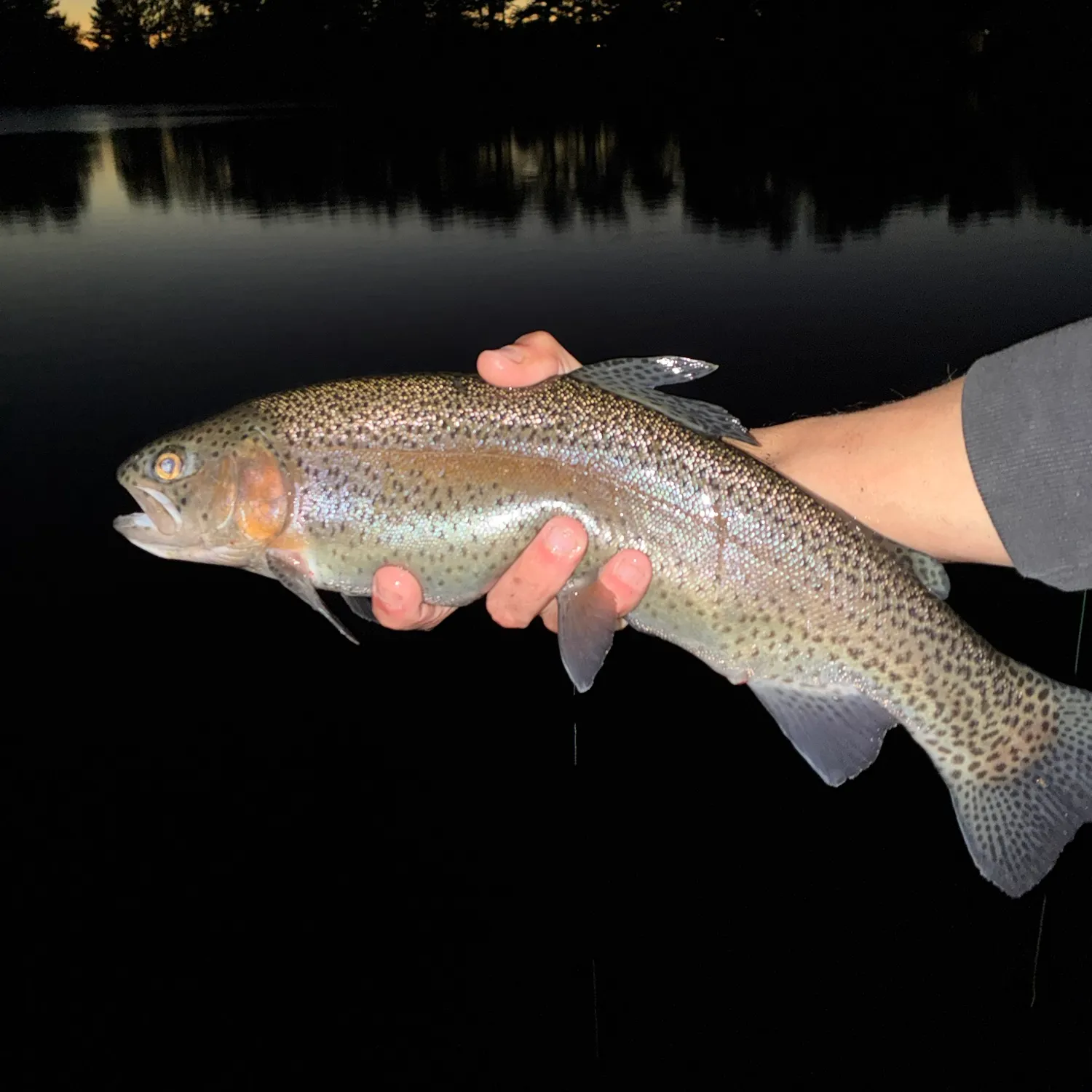 Rainbow trout caught on Fishbrain