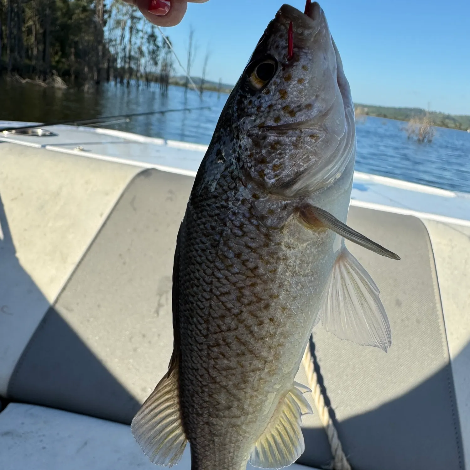 The most popular recent Spangled perch catch on Fishbrain