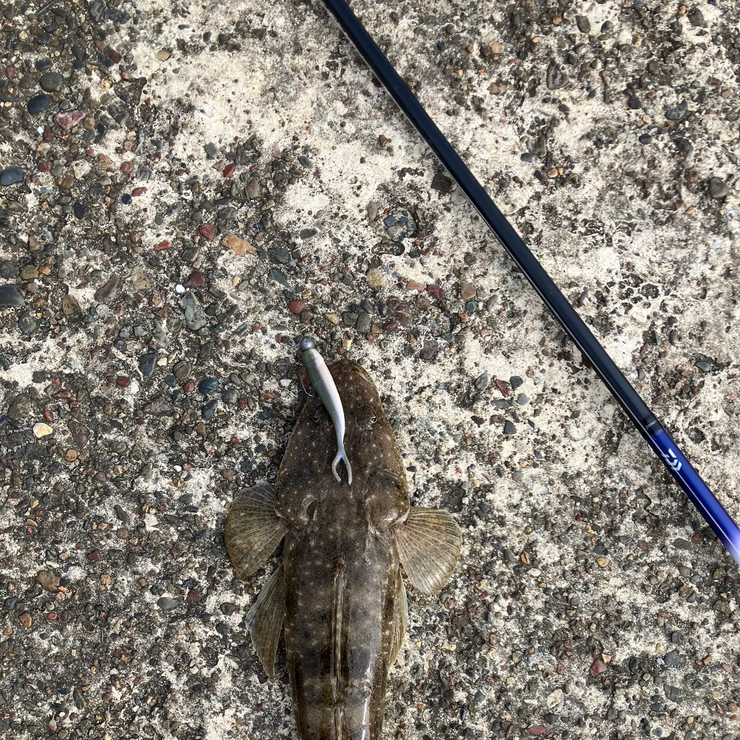 Dusky flathead caught on Fishbrain