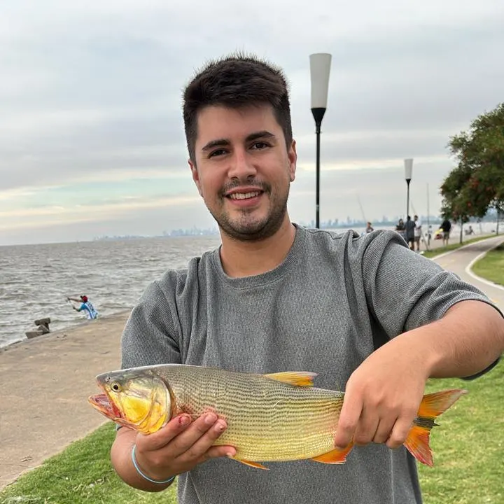 The most recent Golden dorado catches on Fishbrain