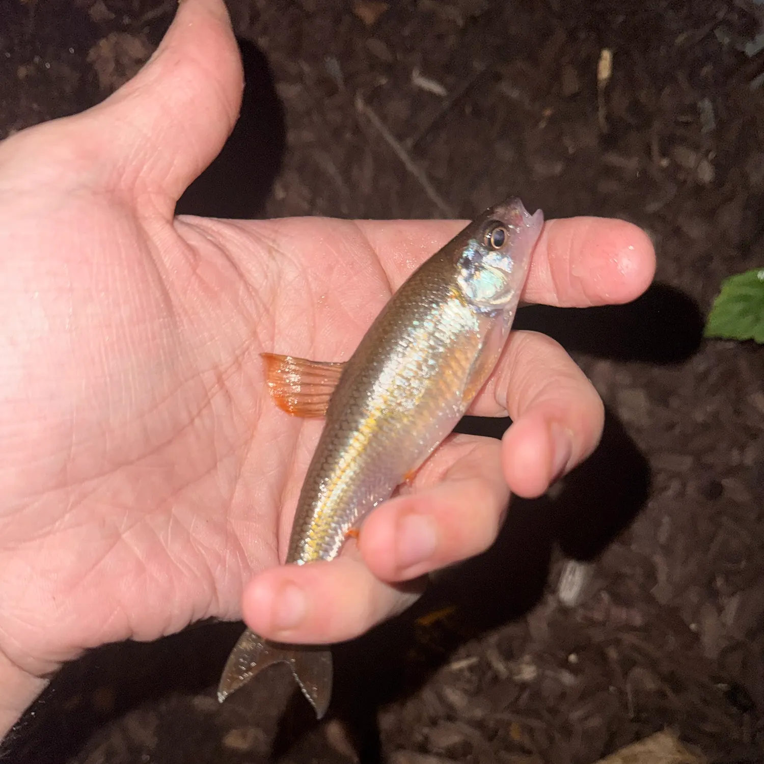 Common shiner caught on Fishbrain