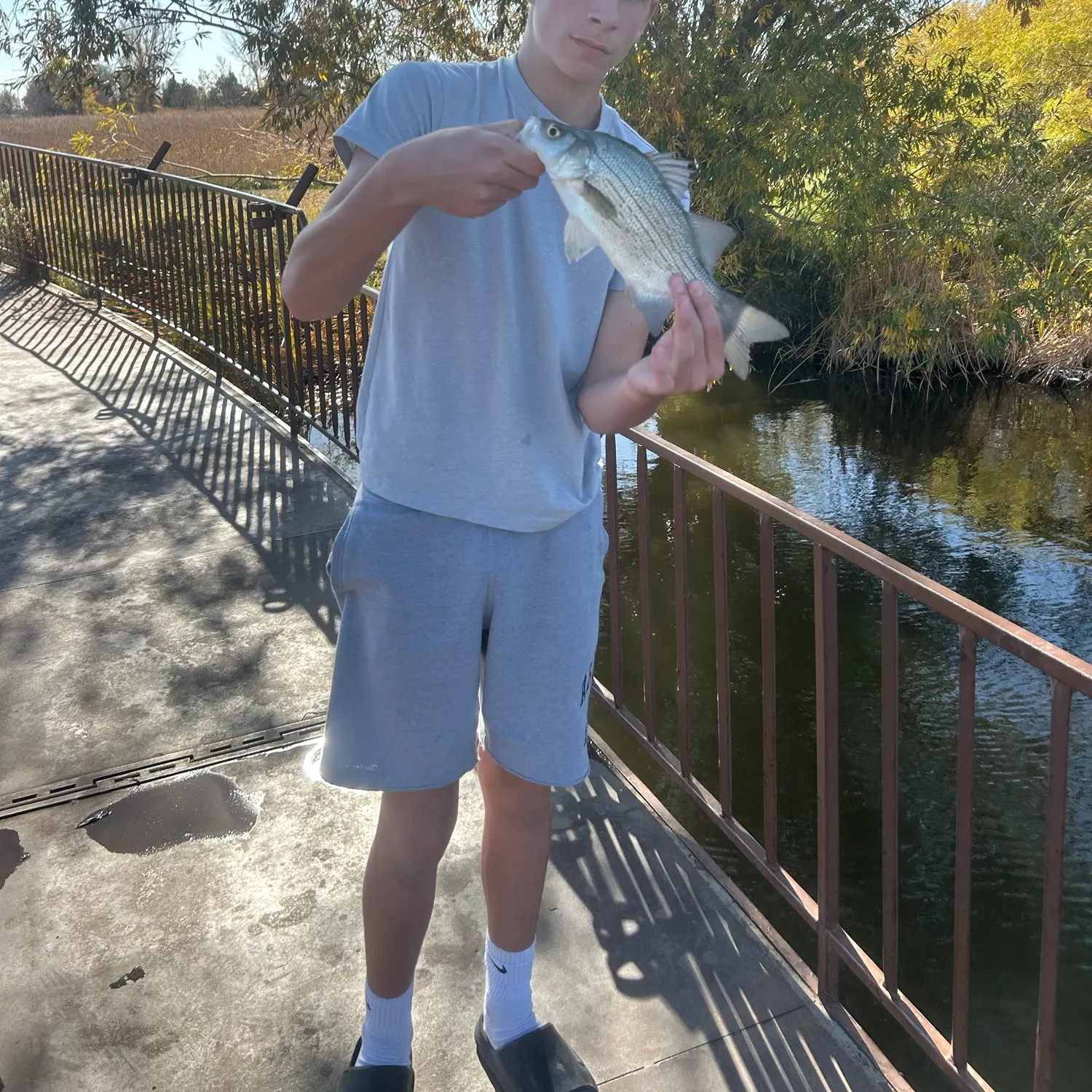 White bass caught on Fishbrain