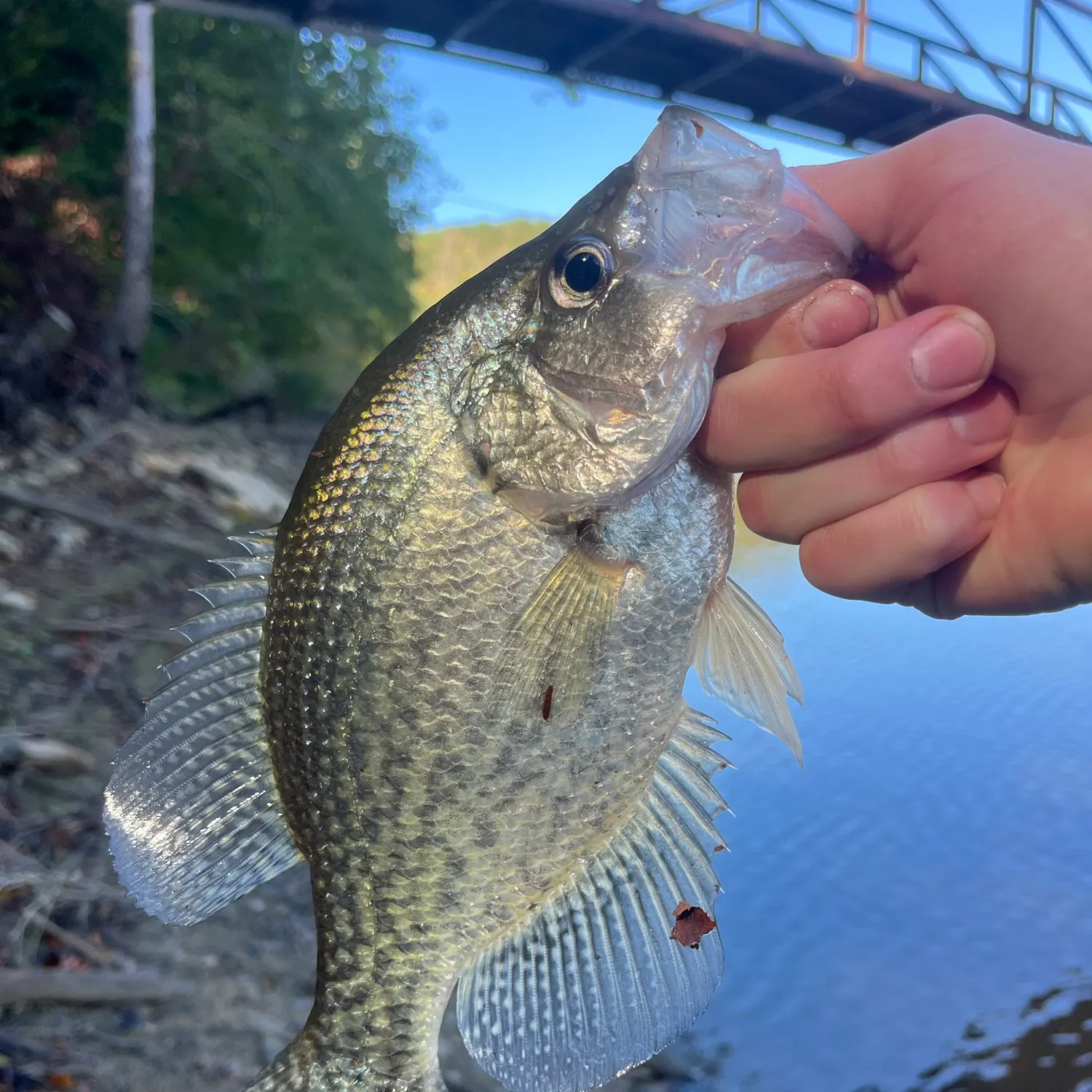 Black crappie caught on Fishbrain
