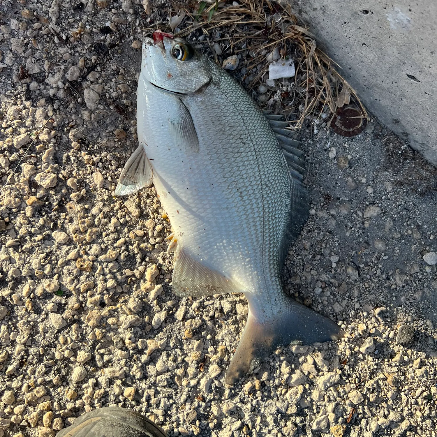 The most recent Bermuda sea chub catches on Fishbrain