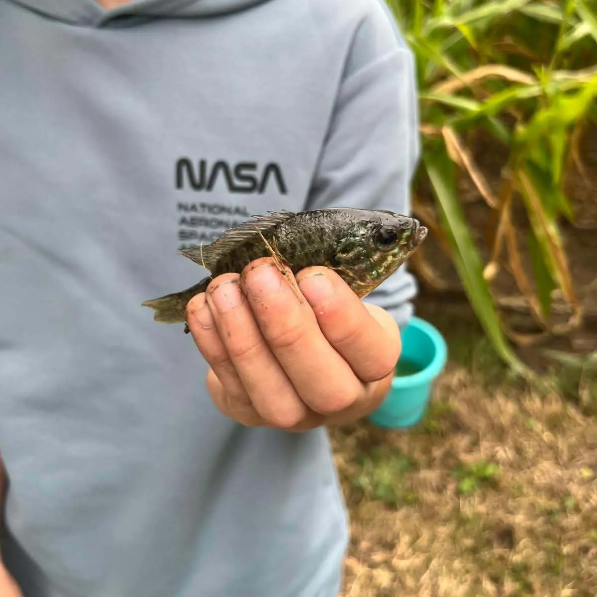 European perch caught on Fishbrain