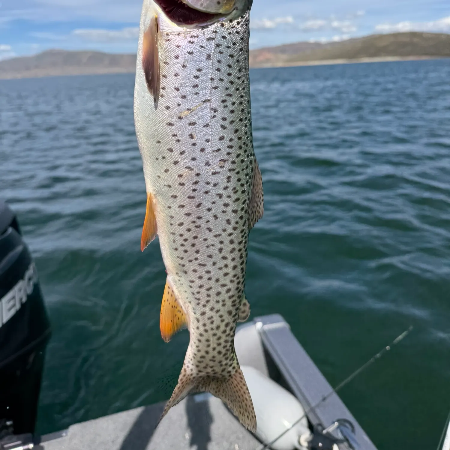 Cutthroat trout caught on Fishbrain